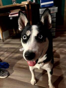 Pearl -  Husky Dog Available for Adoption in Memphis, Tennessee - Pearl | PetCurious