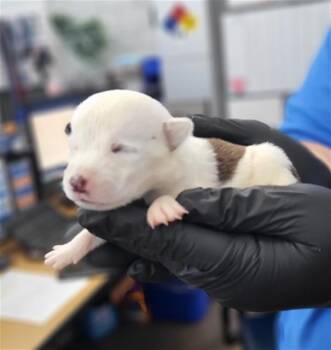 TERESA -  Mixed Breed Dog for Adoption in Dallas, Texas - TERESA | PetCurious