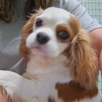 Java -  Cavalier King Charles Spaniel Dog for Adoption in Hartland, Wisconsin - Java | PetCurious