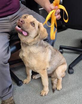 Chesapeake Bay Retriever Dogs Available for Adoption in Chattanooga, Tennessee - Penny Potts | PetCurious