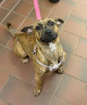 Bessie -  Pit Bull Terrier Dog for Adoption in Houghton Lake, Michigan - Bessie | PetCurious
