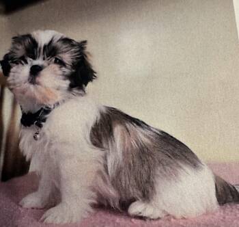 Shih Tzu Dogs Available for Adoption - Frances  | PetCurious