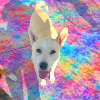 Shepherd and Labrador Retriever Dogs Available for Adoption in San Antonio, Texas - Kennedy | PetCurious