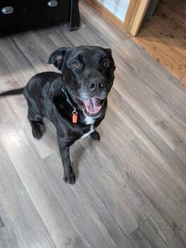Diablo -  Mixed Breed Dog for Adoption in Taycheedah, Wisconsin - Diablo | PetCurious