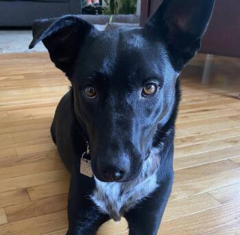 Molly -  Australian Cattle Dog Blue Heeler Dog for Adoption in Evergreen, Colorado - Molly | PetCurious