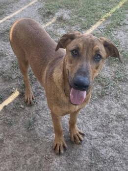 MILES -  Rhodesian Ridgeback Dog for Adoption in Riverside, California - MILES | PetCurious