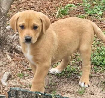 Labrador Retriever Dogs Available for Adoption - Twizzler (in New England) | PetCurious