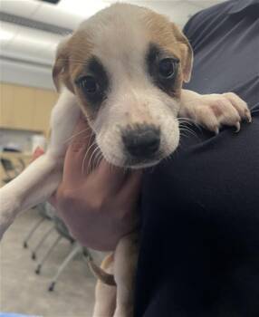 Mixed Breed Dogs Available for Adoption - FIONA | PetCurious