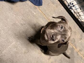Bugs -  Pit Bull Terrier Dog for Adoption in Semmes, Alabama - Bugs | PetCurious