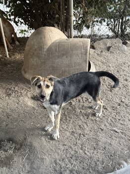 Rescue Shepherd Dogs for Adoption in Redlands, California - Olivia | PetCurious