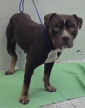 A2083812 -  Staffordshire Bull Terrier and Mixed Breed Dog for Adoption in Houston, Texas - A2083812 | PetCurious