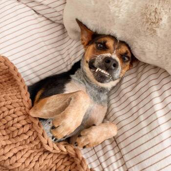 Penny -  Australian Cattle Dog Blue Heeler and Chihuahua Dog for Adoption in Boulder, Colorado - Penny | PetCurious