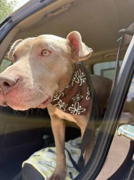 Pit Bull Terrier Dogs Available for Adoption in Fort Myers, Florida - George-Friendly, Sweet Boy! | PetCurious