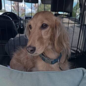 Kona (COMING SOON) -  Dachshund Dog for Adoption in Portland, Oregon - Kona (COMING SOON) | PetCurious