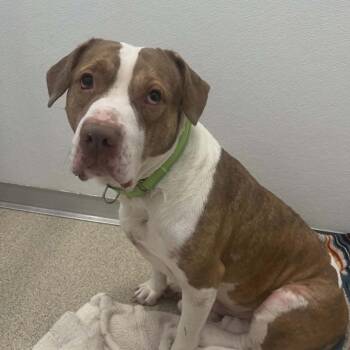 Lucas -  Mixed Breed Dog for Adoption in Ballston Spa, New York - Lucas | PetCurious