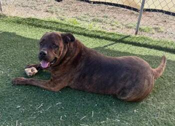 Rottweiler and American Bully Dogs Available for Adoption in Challis, Idaho - Tiger | PetCurious
