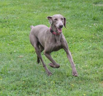 Gracie -  Weimaraner Dog for Adoption in Neosho, Missouri - Gracie | PetCurious