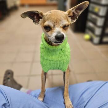 Mixed Breed Dogs Available for Adoption in New York, New York - Sid | PetCurious