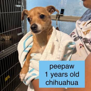 Chihuahua Dogs Available for Adoption in Tampa, Florida - Peepaw | PetCurious