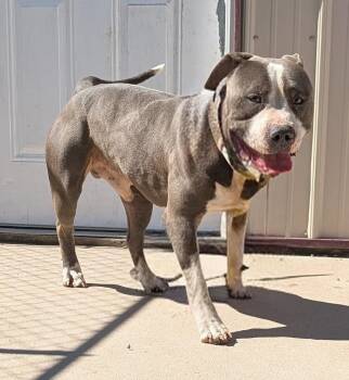 Pit Bull Terrier Dogs Available for Adoption in New Ulm, Minnesota - George | PetCurious