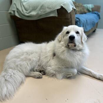 Lexicon -  Great Pyrenees Dog for Adoption in State College, Pennsylvania - Lexicon | PetCurious