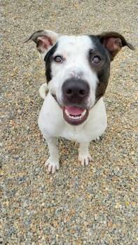 Rescue Great Dane and Mixed Breed Dogs for Adoption in Shrewsbury, Massachusetts - Wallen | PetCurious