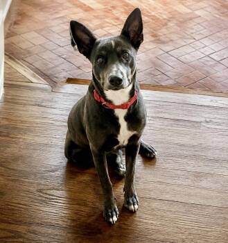 Penelope -  Labrador Retriever Dog for Adoption in Houston, Texas - Penelope | PetCurious