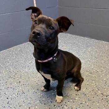 Pit Bull Terrier and Dachshund Dogs Available for Adoption in Tuscaloosa, Alabama - TUSC-Stray-84167 | PetCurious