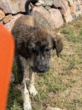 Missy -  Great Pyrenees and Mixed Breed Dog for Adoption in Lafayette, Colorado - Missy | PetCurious