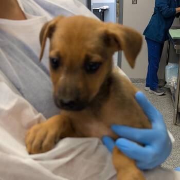 Blossom -  Mixed Breed Dog for Adoption in Greenville, South Carolina - Blossom | PetCurious