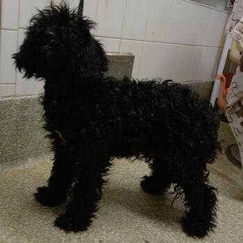 Cheese* -  Miniature Poodle Dog for Adoption in San Gabriel, California - Cheese* | PetCurious