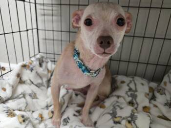 Chihuahua Dogs Available for Adoption - Princess Pinky Bubblegum | PetCurious