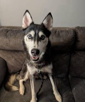 Siberian Husky Dogs Available for Adoption - Lexi | PetCurious