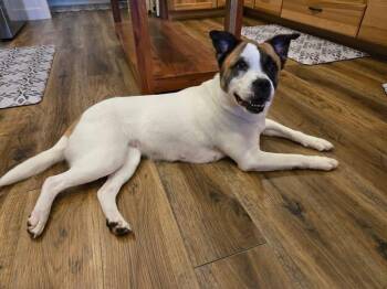 Andie Elise -  Terrier Dog for Adoption in Germantown, Ohio - Andie Elise | PetCurious
