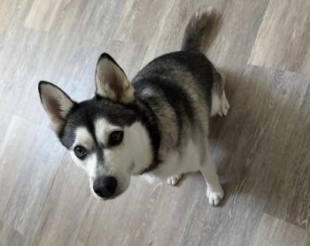 Husky and Klee Kai Dogs Available for Adoption in Gillsville, Georgia - Kai | PetCurious