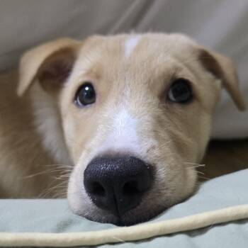 Rescue Jindo Dogs for Adoption in San Diego, California - Mozzi | PetCurious