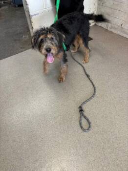 DEBBIE -  Poodle and Mixed Breed Dog for Adoption in San Bernardino, California - DEBBIE | PetCurious