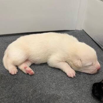 Mixed Breed Dogs Available for Adoption in Chapel Hill, North Carolina - Puck | PetCurious
