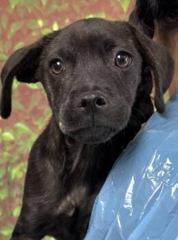 Terrier and Mixed Breed Dogs Available for Adoption in San Antonio, Texas - Marty | PetCurious