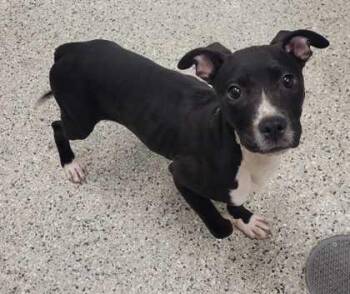 Marnee -  Pit Bull Terrier and Mixed Breed Dog Available for Adoption in Kansas City, Missouri - Marnee | PetCurious