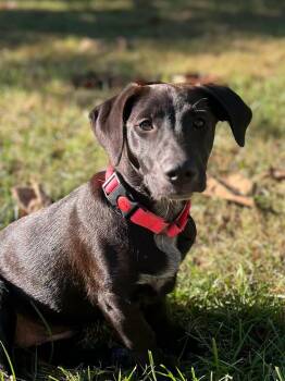 Winnie Jo -  Mixed Breed Dog for Adoption in Calhoun, Kentucky - Winnie Jo | PetCurious