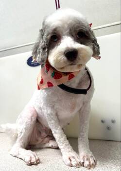 Rescue Cockapoo Dogs for Adoption in Brandon, South Dakota - Mavis | PetCurious