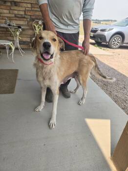 Agatha -  Collie and Great Pyrenees Dog for Adoption in Castle Rock, Colorado - Agatha | PetCurious
