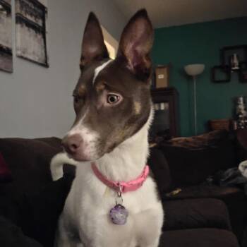 Rescue Pit Bull Terrier and Terrier Dogs for Adoption in Wadsworth, Ohio - Mokey | PetCurious