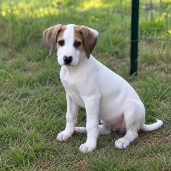 Maui -  Mixed Breed Dog for Adoption in Huntsville, Alabama - Maui | PetCurious