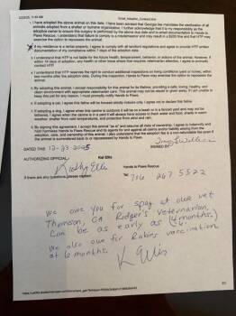 Beagle and Labrador Retriever Dogs Available for Adoption - Renee | PetCurious