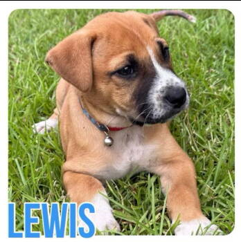 Rescue Labrador Retriever Dogs for Adoption in Grand Bay, Alabama - Lewis | PetCurious