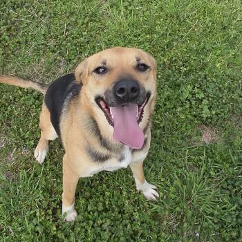 Sophie -  German Shepherd Dog Dog for Adoption in Point, Texas - Sophie | PetCurious