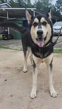 KALLUK -  Husky Dog for Adoption in San Antonio, Texas - KALLUK | PetCurious