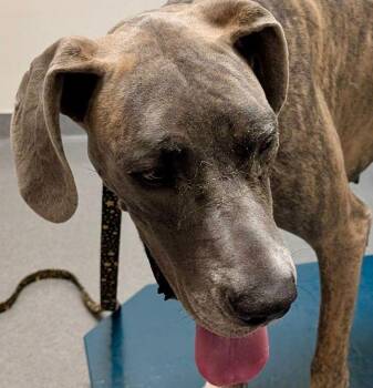 Rescue Great Dane Dogs for Adoption in Larkspur, Colorado - Horse | PetCurious
